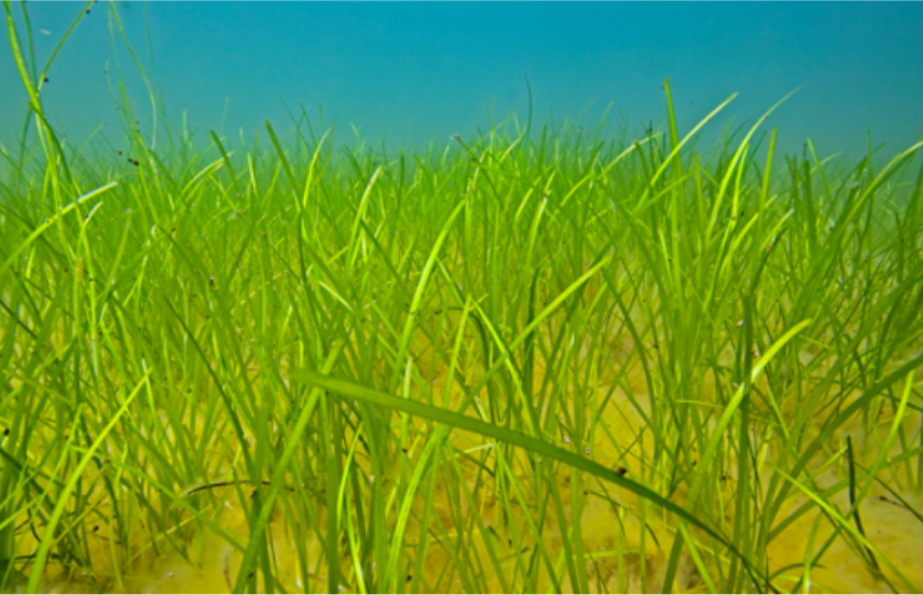 ålgräs